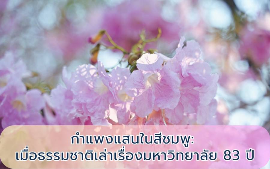 จากเมล็ดพันธุ์สิงคโปร์สู่ 1,258 ต้นไม้ — ตำนานสีชมพูที่บานสะพรั่งทั้งเมืองกำแพงแสน